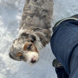 Aussiedoodle and Miniature Australian Shepherd Puppies from Puppies at The Happy Acre Farm