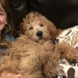 Assorted Doodle Crosses Puppies from Goldens and Doodles