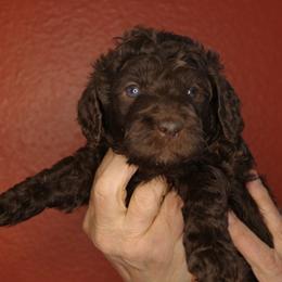 Cupcake (Pale Blue collar) - Chocolate female Goldendoodle puppy in Seattle, Washington from Dream Lake Doodles