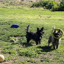 Cairn Terrier All Grown Up from Central Oregon Cairn Terriers
