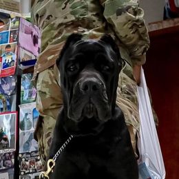 Cane Corso Puppies from Diamond Cut Kennels, Hawaii