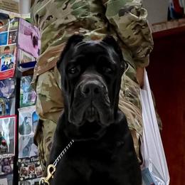 Cane Corso Puppies from Diamond Cut Kennels, Hawaii