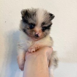 Prancer - Blue merle female Pomeranian puppy in Stroud, Oklahoma from Laik’s Little Shihtz & Poms