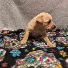 Tinsel - Palomino Xoloitzcuintli puppy in Arkansas from Silver Lining Kennel