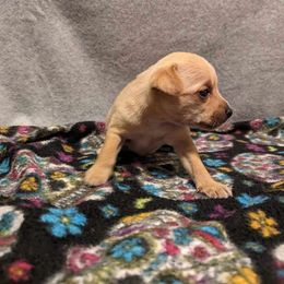 Tinsel - Palomino Xoloitzcuintli puppy in Arkansas from Silver Lining Kennel