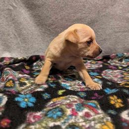 Tinsel - Palomino Xoloitzcuintli puppy in Arkansas from Silver Lining Kennel