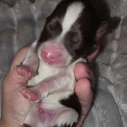 Bentley - Parti male Miniature Schnauzer puppy in Graham, Washington from Kristy's French Bulldogs & Mini Schnauzers