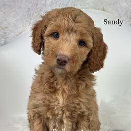 Sandy - Apricot female Goldendoodle puppy in Milford, Indiana from Railway Acres Kennel