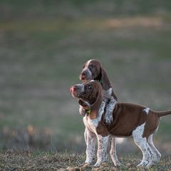 Bracco Italiano, German Shorthaired Pointer, and Vizsla Puppies from Nosam Kennels- Vizslas, German Shorthairs & Braccos- Kentucky