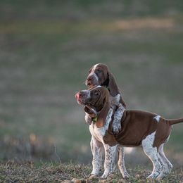 Bracco Italiano, German Shorthaired Pointer, and Vizsla Puppies from Nosam Kennels- Vizslas, German Shorthairs & Braccos- Kentucky