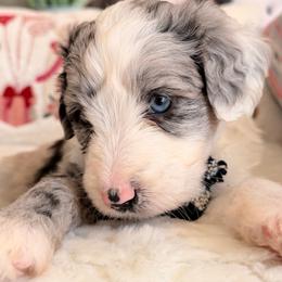 Skye - Blue merle female Aussiedoodle puppy in Dickerson, Maryland from Pawsome Aussie Doodles and Oodles