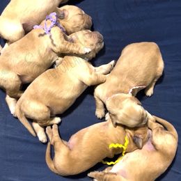 The Fetch Litter - Golden male Golden Retriever puppy in Argyle, Texas from Skarlotte Goldens, LLC