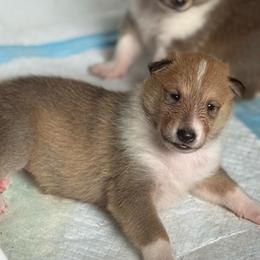 Sylvie - Sable and white female Collie puppy in Malvern, Arkansas from Lost Acres Collies