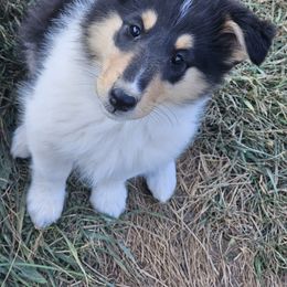 Collie Puppies from Mountain View Collies