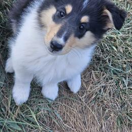 Collie Puppies from Mountain View Collies
