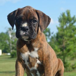 Boxer Puppies from Lieben Boxers
