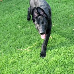 Rogue - Black German Shepherd puppy in Bartlett, Tennessee from Vigilant Shepherds