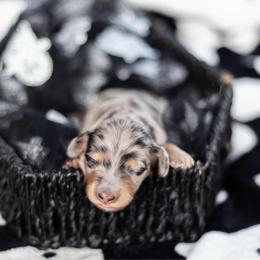Evergreen - Dapple female Dachshund puppy in Perry, Florida from EntityDachs