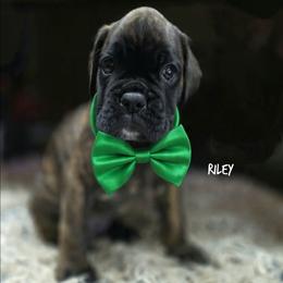 Riley - Brindle male Boxer puppy in Spring Hill, Florida from Hart's Grand Boxers