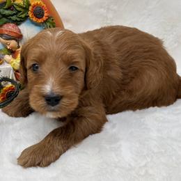 Schultz - Red  male Goldendoodle puppy in Casselberry, Florida from My Little Doodle