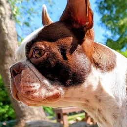 Skarlet - Boston Terrier