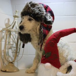 Grumpy - Goldendoodle puppy in Kingsport, Tennessee from Blue Ridge Doodles