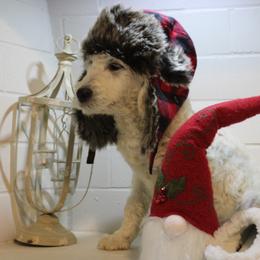 Grumpy - Goldendoodle puppy in Kingsport, Tennessee from Blue Ridge Doodles