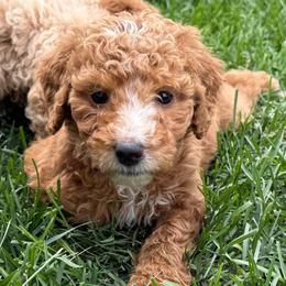 Jolene - Red  female Poodle puppy in Dayton, Washington from Country Sundance Poodles