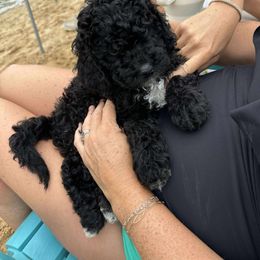 Lee - Black male Goldendoodle puppy in Zeeland, Michigan from Dandelion Lane Doodles