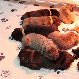 Cane Corso Puppies from Paw city llc