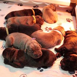 Cane Corso Puppies from Paw city llc