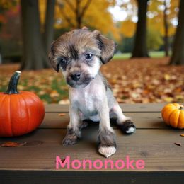 Mononoke - Sable female Chinese Crested puppy in Woodland Park, Colorado from Feathers End Kennels