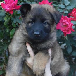 White Collar Female - Sable female German Shepherd puppy in Marianna, Florida from Haus M Godwin