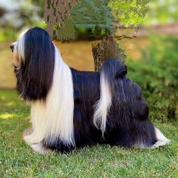 Raven - Tibetan Terrier