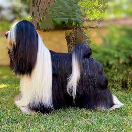 Raven - Tibetan Terrier