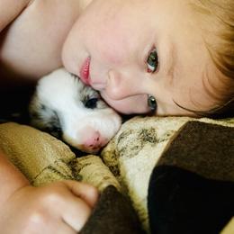 Cardigan Welsh Corgi, Dachshund, and Shetland Sheepdog Puppies from Rosewick Kennels