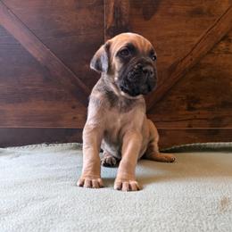 Girl 5 - female Cane Corso puppy in Stuart, Iowa from Cowan Farms