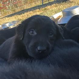 Gray - Black female Labrador Retriever puppy in Middleton, New Hampshire from Tag Hollow