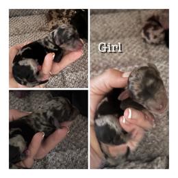 Betty - Merle female Bernedoodle puppy in Rising Sun, Indiana from Ruby Lane Doodles