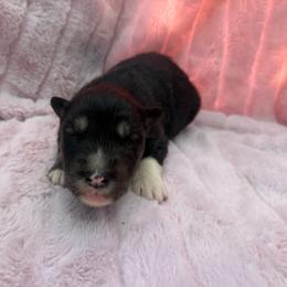 Checkers - Black tan and white female Siberian Husky puppy in London, Ohio from Rose Trail Siberian’s