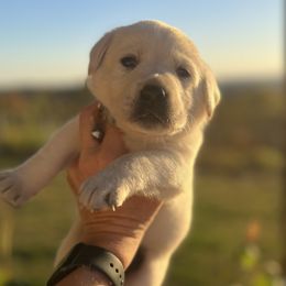 Bu - male Labrador Retriever puppy in Mansfield, Missouri from Leadhill Labs