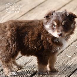 Callan - Red tri male Miniature Australian Shepherd puppy in Patterson, North Carolina from DreamLine Aussies