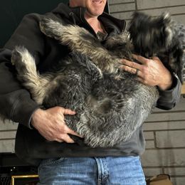 Giant Schnauzer Puppies from House of Roth Giant Schnauzers