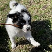 Sporty Mix Puppies from Ebonheart Kennel