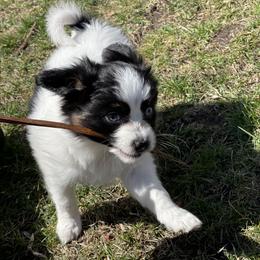 Sporty Mix Puppies from Ebonheart Kennel