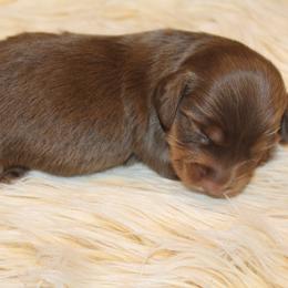 Shelly - Chocolate and tan female Dachshund puppy in Midland, Texas from The Barefield Doxies