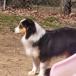 Dream - Miniature American Shepherd