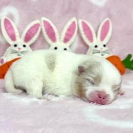 Lavender Tri Merle AKC boy - Chocolate merle male Pomeranian puppy in Princeton, New Jersey from PureLove Poms.