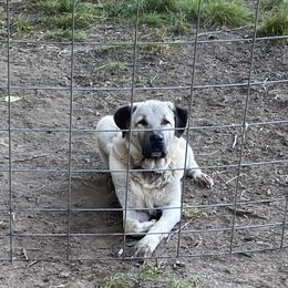 Anatolian Shepherd Dog and Kangal All Grown Up from Hidden Meadow Ranch