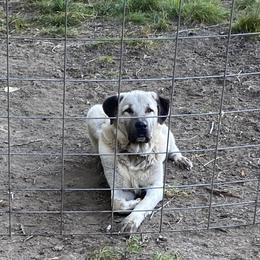 Anatolian Shepherd Dog and Kangal All Grown Up from Hidden Meadow Ranch